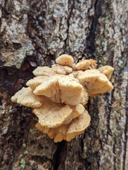 Lentinellus cochleatus