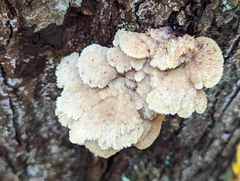 Lentinellus cochleatus