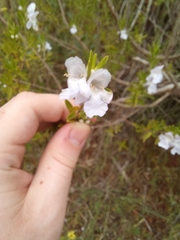 Prostanthera behriana