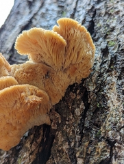 Lentinellus cochleatus