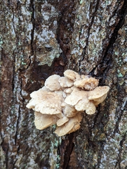 Lentinellus cochleatus