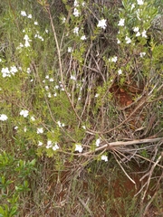 Prostanthera behriana
