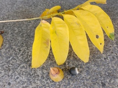 Sapindus mukorossi