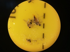 Elaphropeza ephippiata