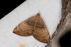 Chrysolarentia mecynata