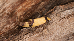 Olbonoma triptycha