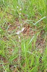 Thelymitra