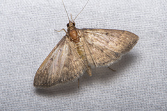 Herpetogramma licarsisalis