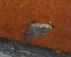 Helastia corcularia