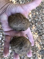 Amphibolips quercuspomiformis