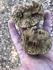 Amphibolips quercuspomiformis