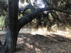 Amphibolips quercuspomiformis