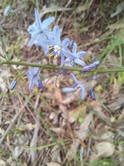 Caesia calliantha