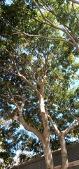 Sapindus mukorossi