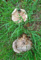 Agaricus bernardii