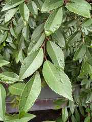 Ulmus davidiana
