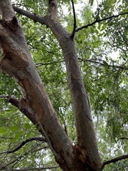 Ulmus davidiana