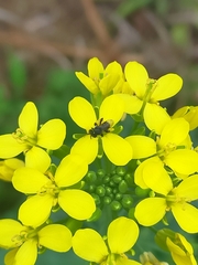 Tetragonula carbonaria