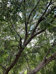 Ulmus davidiana
