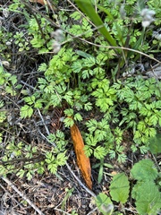 Torilis arvensis