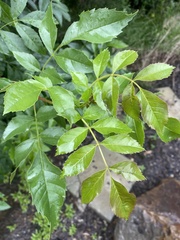 Fraxinus angustifolia