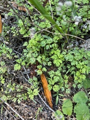 Torilis arvensis