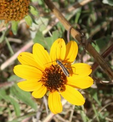 Chauliognathus opacus