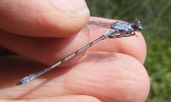 Lestes disjunctus