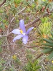 Cheiranthera alternifolia