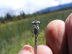 Lestes disjunctus
