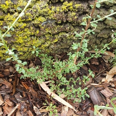 Ozothamnus obcordatus