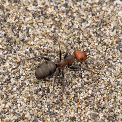 Formica integra