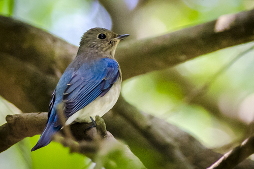 Blue-and-white Flycatcher