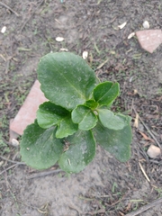 Kalanchoe densiflora