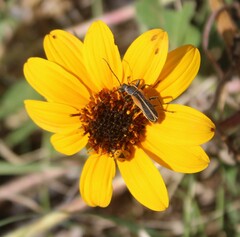 Chauliognathus opacus