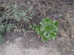 Kalanchoe densiflora