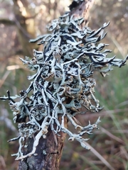 Hypogymnia inactiva