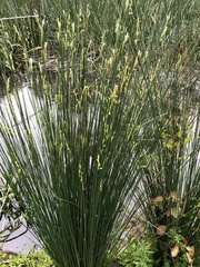 Juncus pallidus