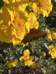 Polygonia c-aureum