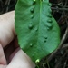 Pohuehue Pocket Gall Mite - Photo (c) Stephen Thorpe, some rights reserved (CC BY), uploaded by Stephen Thorpe