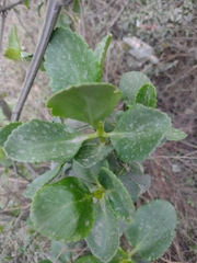 Kalanchoe densiflora