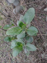 Kalanchoe densiflora