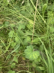 Hydrocotyle laxiflora