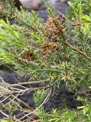 Melaleuca ericifolia