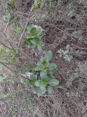 Kalanchoe densiflora