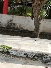 Sciurus yucatanensis