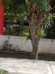 Sciurus yucatanensis