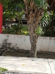 Sciurus yucatanensis