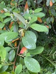 Cotoneaster glaucophyllus