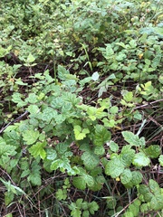 Rubus parvifolius